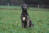 IRISH WOLFHOUND 283